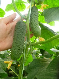 Огурец семена, Меренга F1, раннеспелый, гибридный