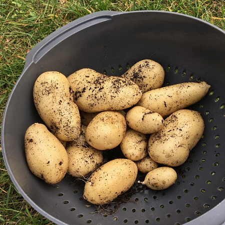 Картофель семенной, Горняк, среднеранний, урожайный