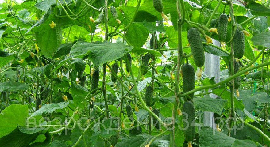 Огурец семена, Меренга F1, раннеспелый, гибридный