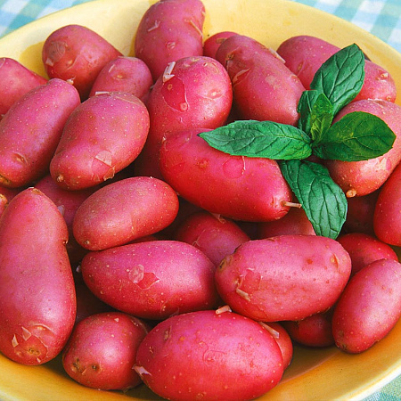 Картофель семенной, Манифест, среднеранний