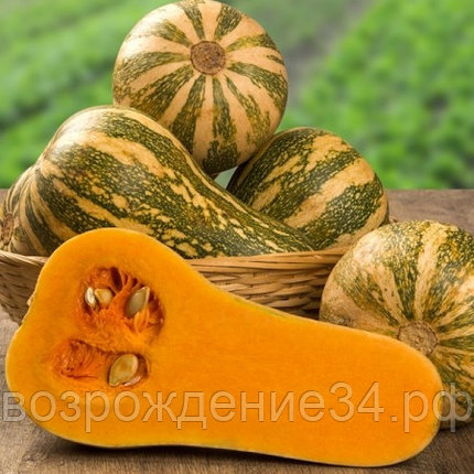 Тыква семена, Барбара, гибридный, мускатный