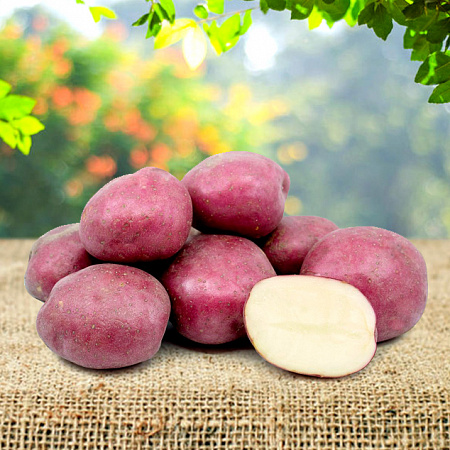 Картофель семенной, Кармен, раннеспелый