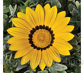 Газания семена, Фрости Кисс, однолетний, светолюбивый