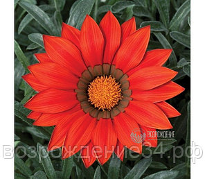 Газания семена, Фрости Кисс, однолетний, светолюбивый