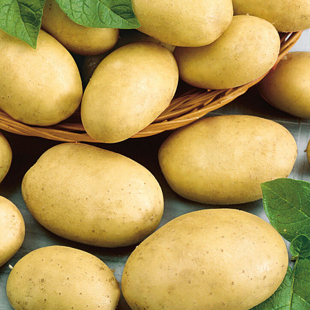 Картофель семенной, Кингсмен, среднеспелый