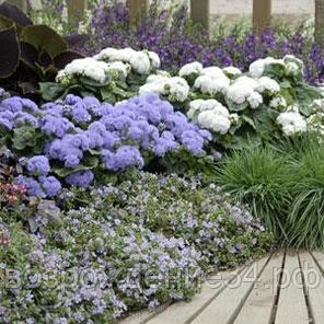 Бакопа семена, Утопиа, однолетний, светолюбивый