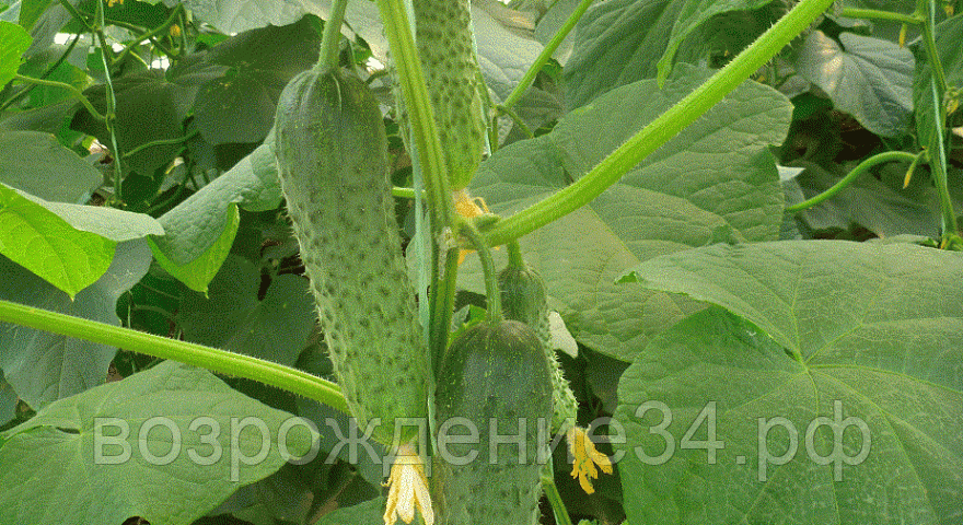 Огурец семена, Меренга F1, раннеспелый, гибридный