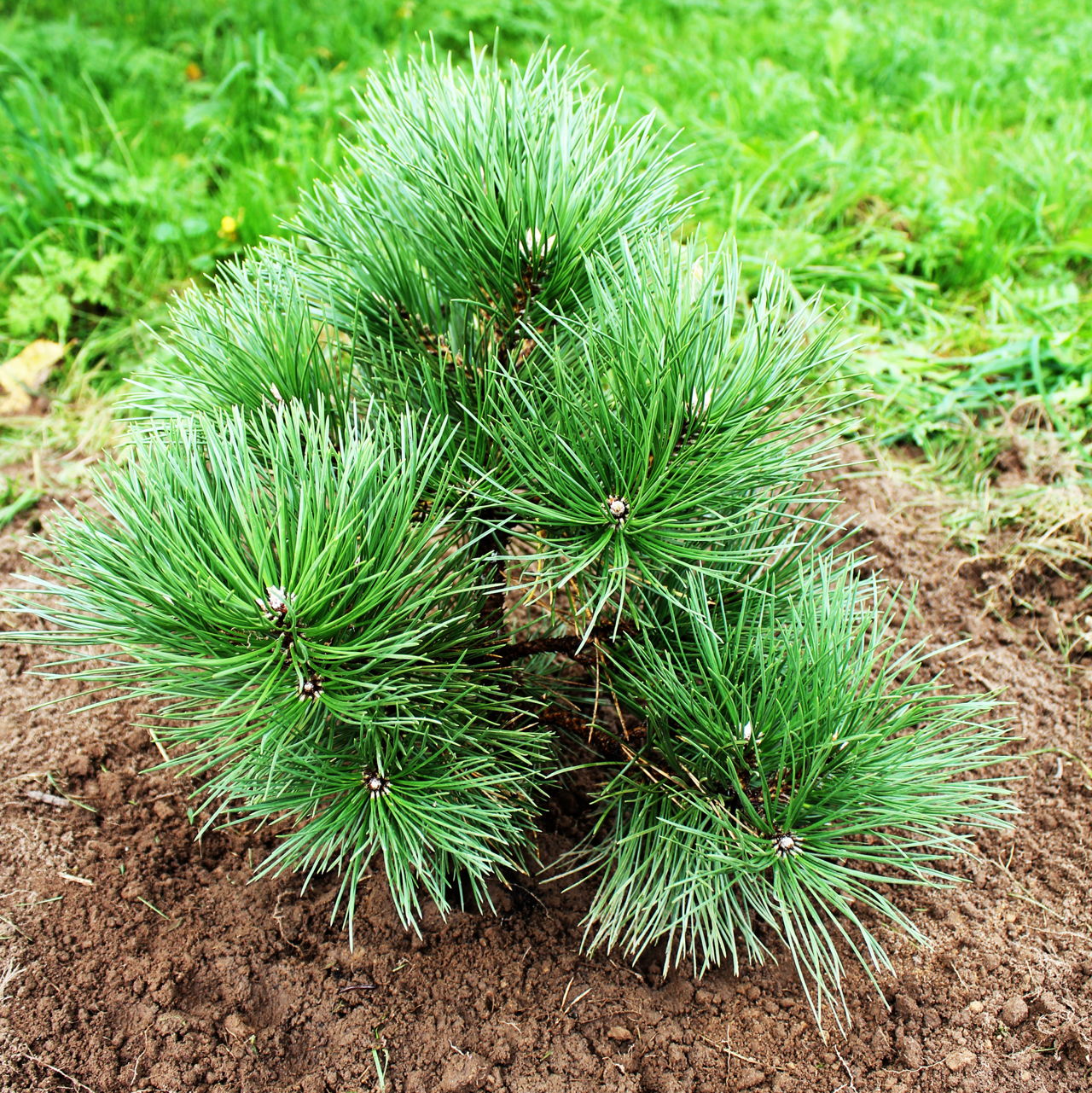 Сосна саженцы, чёрная австралийская (Pinus nigra), высота 15-20