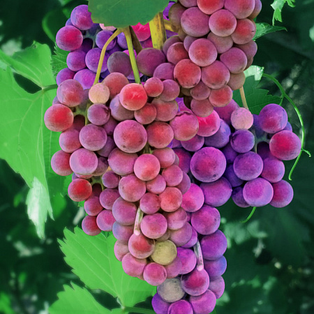Виноград саженцы, Свенсон Ред, урожайный
