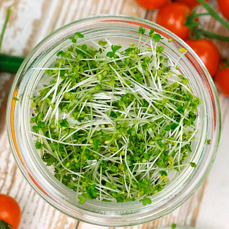 Микрозелень семена, Горчица, раннеспелый