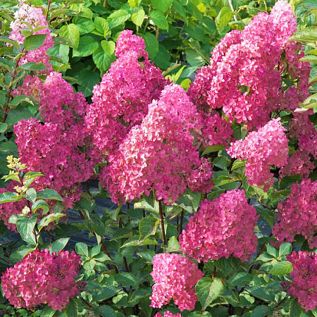 Гортензия саженцы, Метельчатая Самарская Лидия, полутень