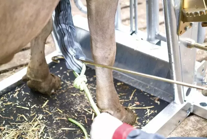 Станок для обработки копыт вертикальный, Top 5, Rosensteiner Gmbh