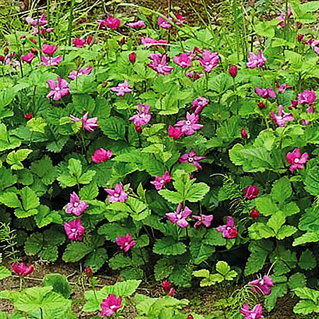 Княженика саженцы, Обыкновенная, позднеурожайный