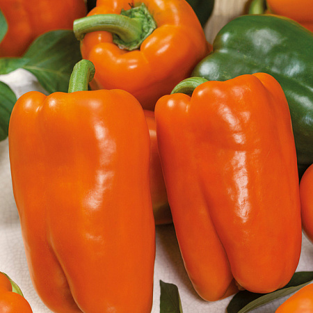 Перец сладкий жёлтый семена, Ревия, раннеспелый