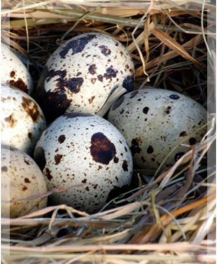 Яйцо перепелиное, чистое