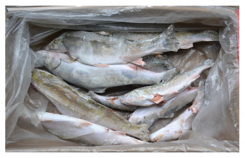 Рыба мороженная, Голец, непотрошёная, с головой