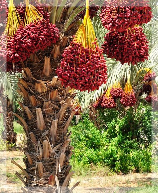 Фрукты, ягоды сушёные, Финики, сушёный