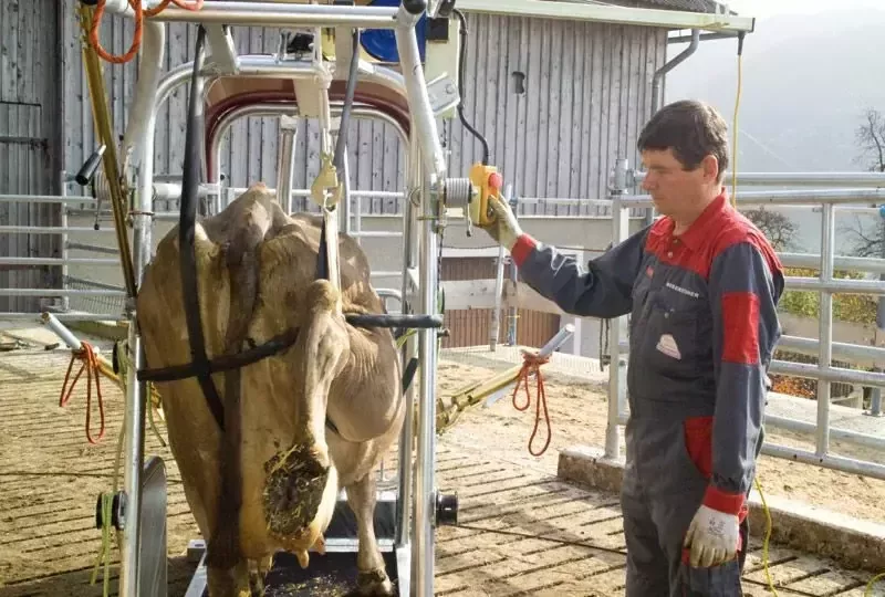 Станок для обработки копыт вертикальный, Top 5, Rosensteiner Gmbh