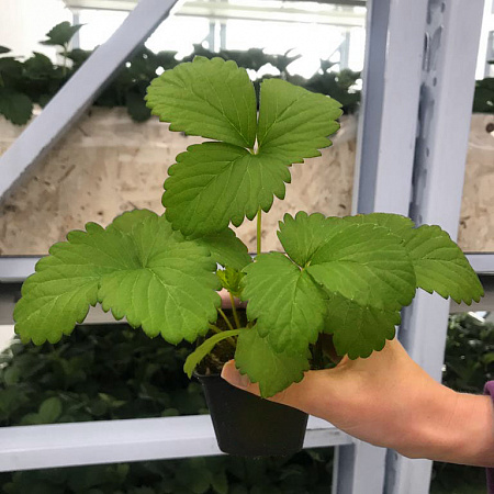 Земляника рассада, Близнецы, урожайный, крупноплодный