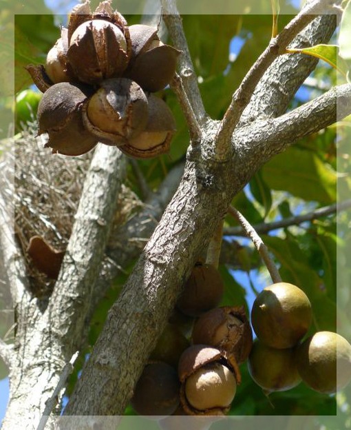 Макадамия, сушёный, в скорлупе