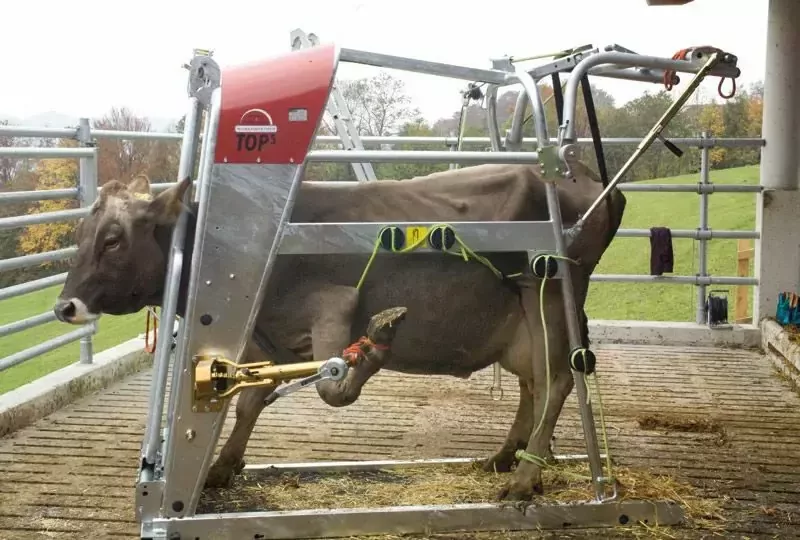 Станок для обработки копыт вертикальный, Top 5, Rosensteiner Gmbh