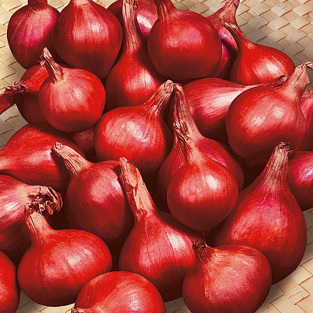 Лук-шалот семена, Ферапонт, урожайный, полуострый