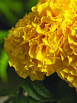 Бархатцы семена, Антигуа Голд, однолетний, золотой