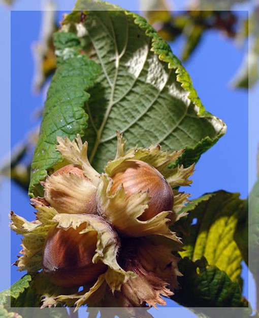 Фундук, очищенный, сырой