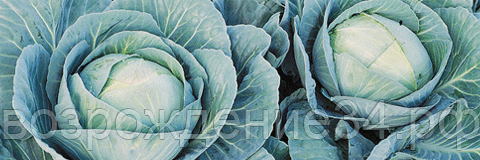 Капуста белокочанная семена, Агрессор, гибридный, поздний