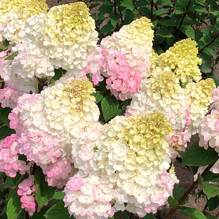 Гортензия саженцы, Метельчатая Самарская Лидия, полутень