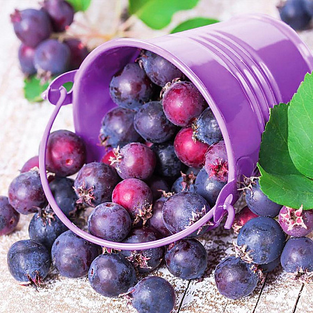 Ирга саженцы, Слейт, ранний