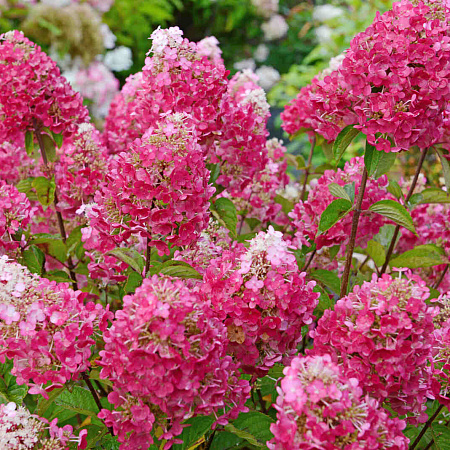 Гортензия саженцы, Метельчатая Самарская Лидия, полутень