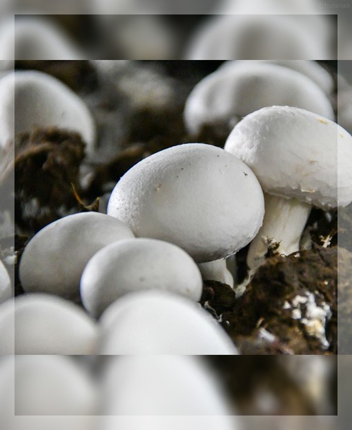 Шампиньон, свежий