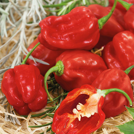 Перец острый семена, Хабанеро, урожайный