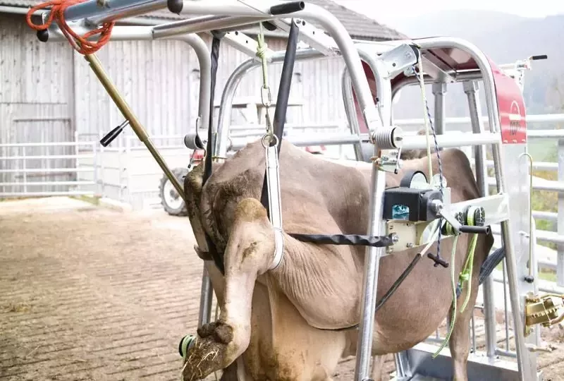 Станок для обработки копыт вертикальный, Top 5, Rosensteiner Gmbh