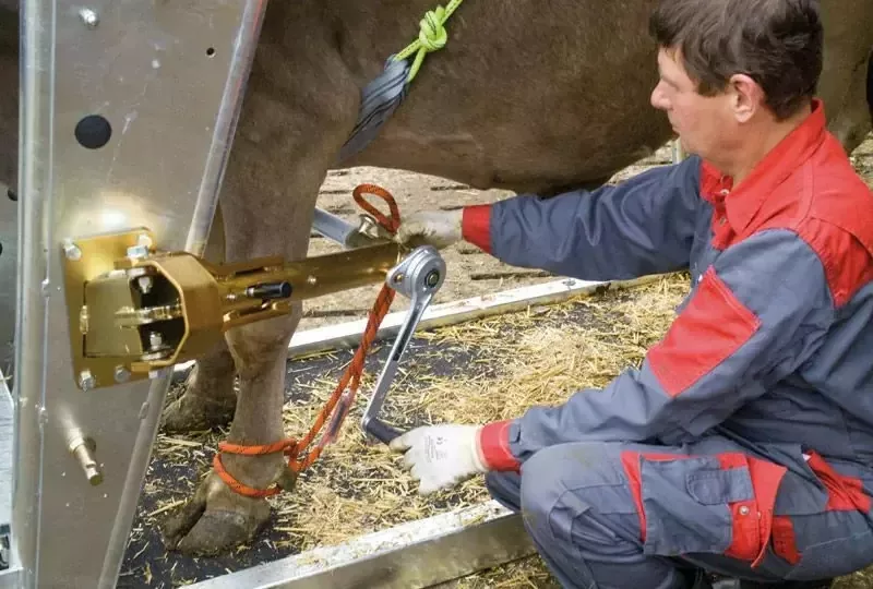 Станок для обработки копыт вертикальный, Top 5, Rosensteiner Gmbh