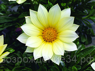 Газания семена, Газу, однолетний, ванильный