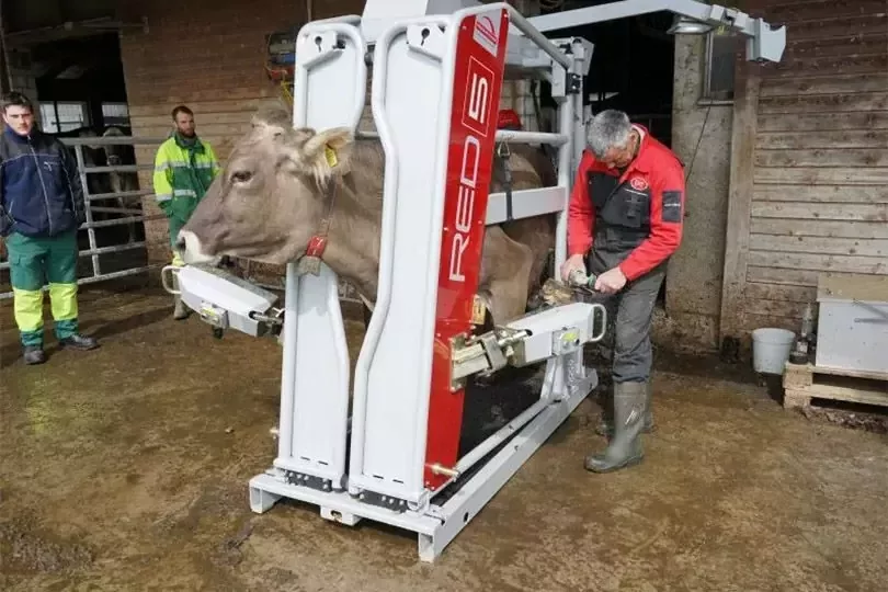 Станок для обработки копыт вертикальный, Red 5, Rosensteiner Gmbh