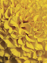 Бархатцы семена, Антигуа Голд, однолетний, золотой