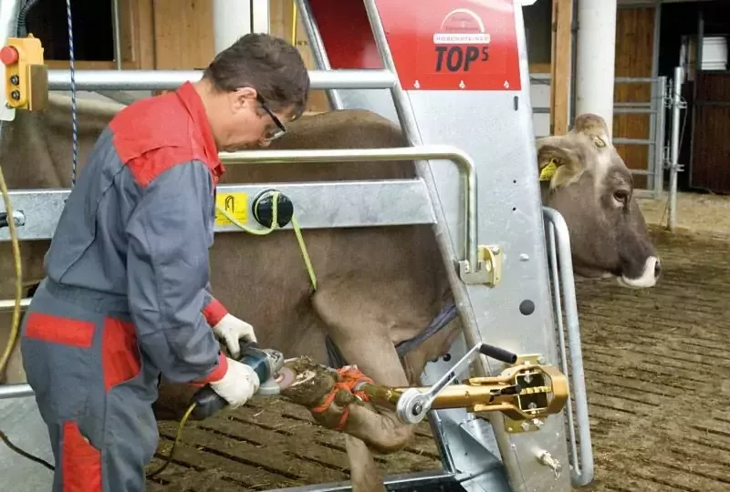 Станок для обработки копыт вертикальный, Top 5, Rosensteiner Gmbh