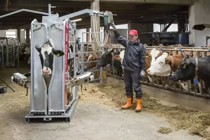 Станок для обработки копыт вертикальный, Red 5, Rosensteiner Gmbh