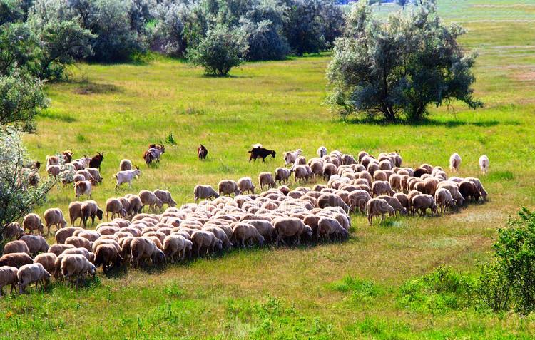 Овцеводческая ферма, 1 000 га
