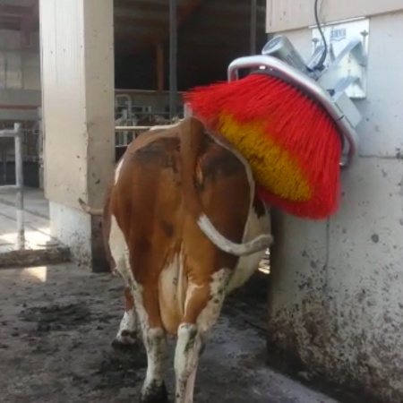 Щётка-чесалка автоматическая, EasyCleaner, Suevia