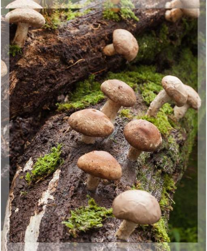 Шиитаке, свежий