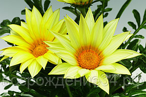 Газания семена, Газу, однолетний, ванильный