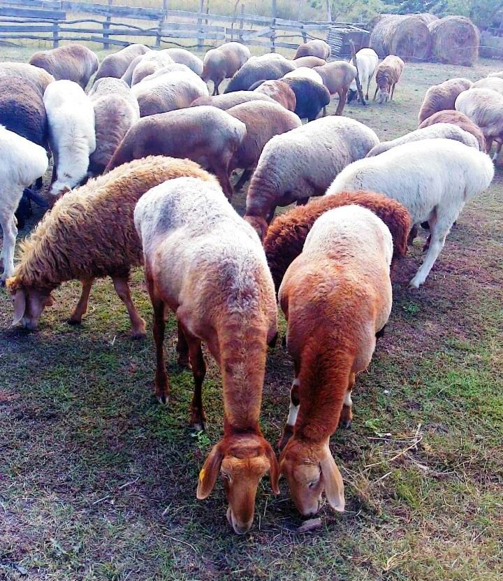 Кошара, 2,2 га