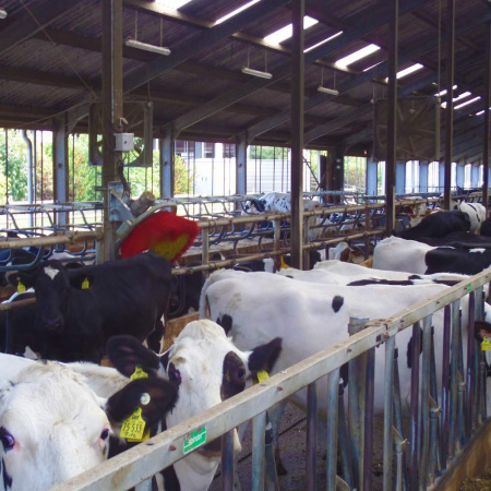 Щётка-чесалка автоматическая, EasyCleaner, Suevia