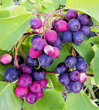 Ирга саженцы, Слейт, ранний