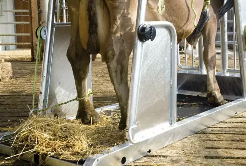 Станок для обработки копыт вертикальный, Top 5, Rosensteiner Gmbh