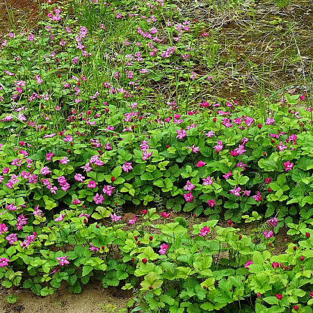 Княженика саженцы, Обыкновенная, позднеурожайный